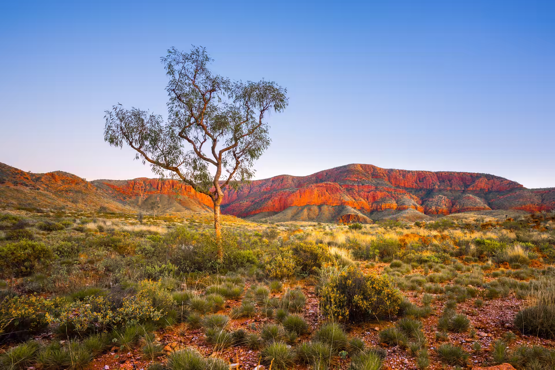 Red rock ranges rising over spinifex country in the Australian outback